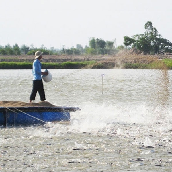 Nhà máy nằm vị trí trung tâm trong vùng nuôi trồng & chế biến thủy sản xuất khẩu lớn nhất vùng Đồng Bằng sông Cửu Long